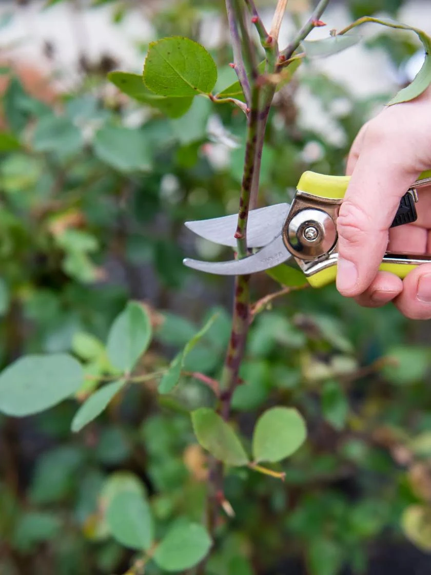 Pocket Pruners - Image 3