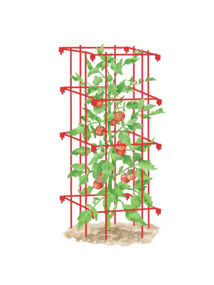 Tomato Cage, Single