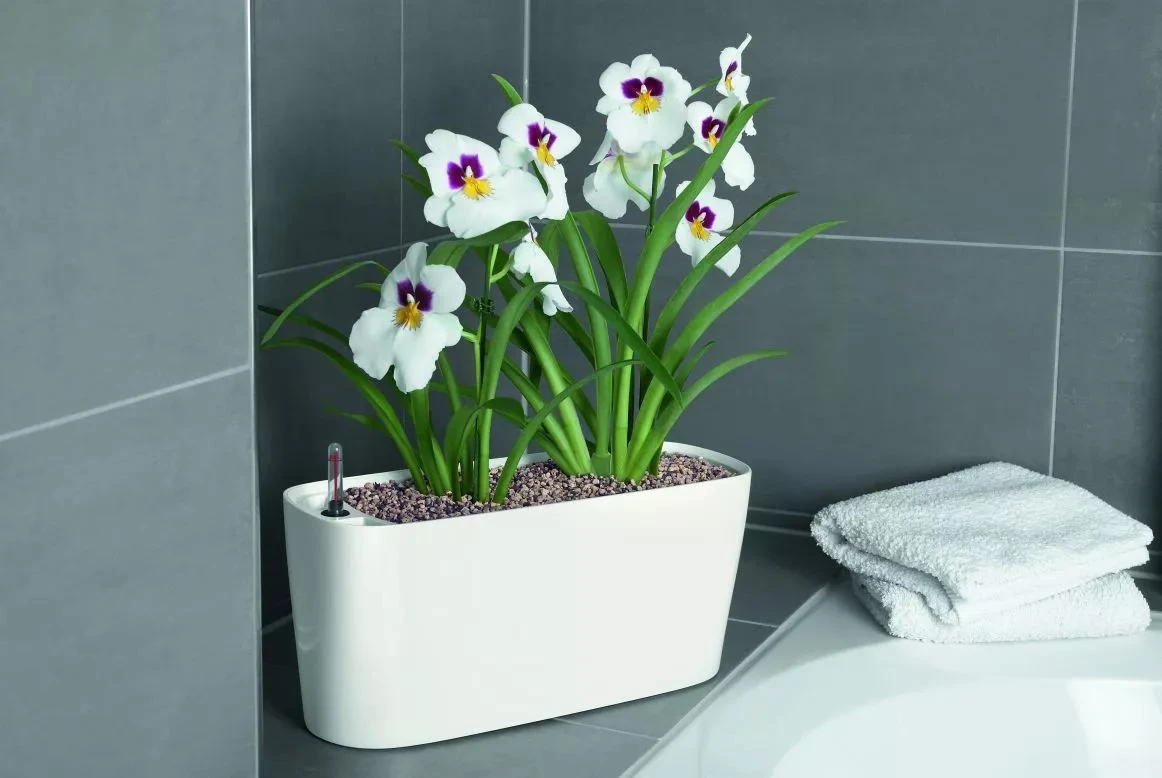 Lechuza® Delta Self-Watering Windowsill Planters - Image 7