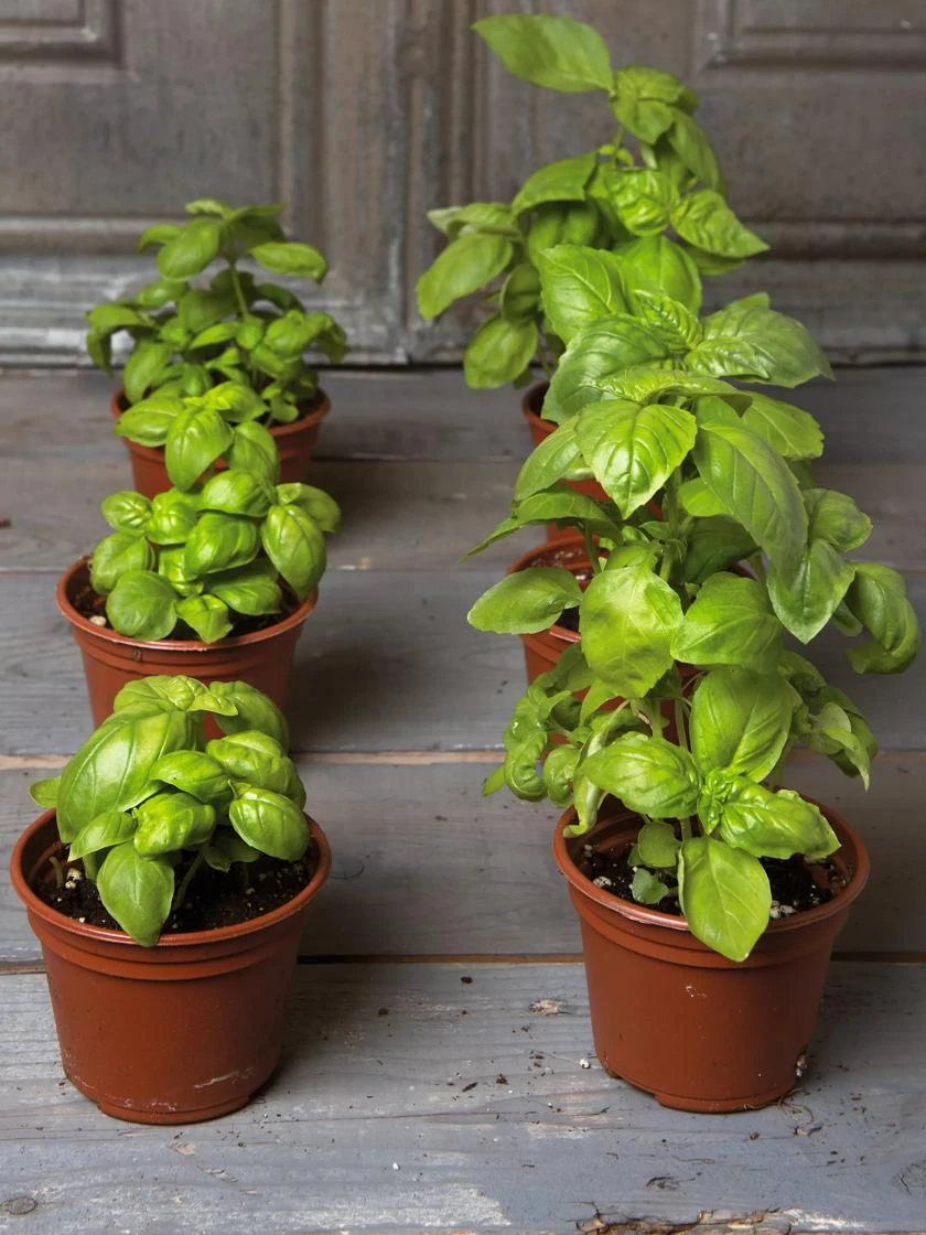 Self-Watering Potting Mix, 20 Qts. - Image 2