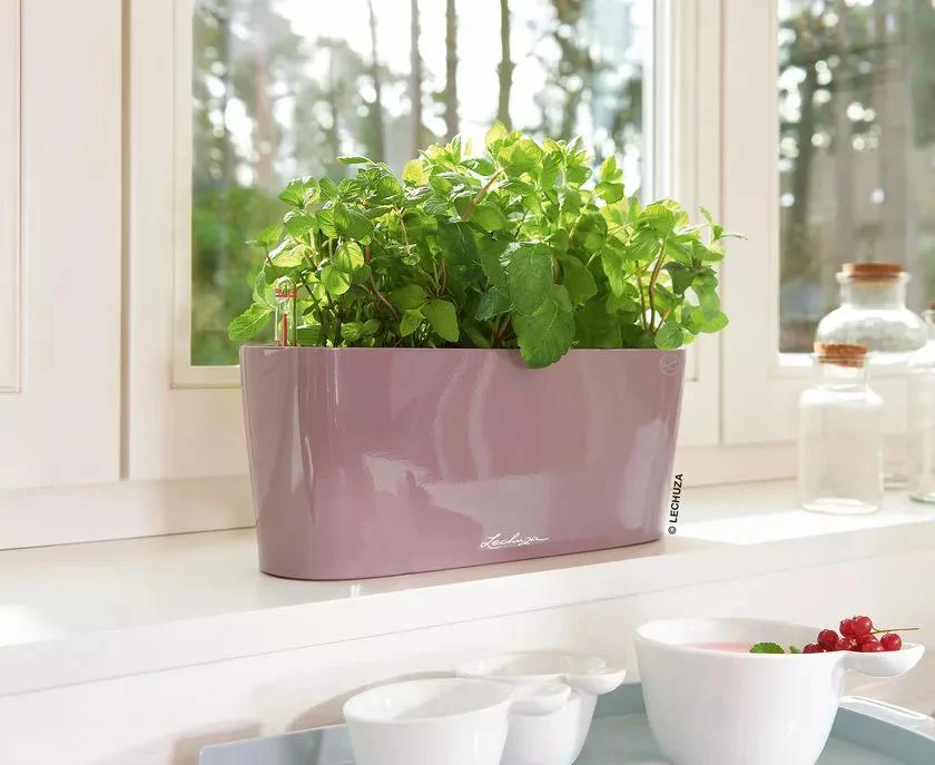 Lechuza® Delta Self-Watering Windowsill Planters - Image 6