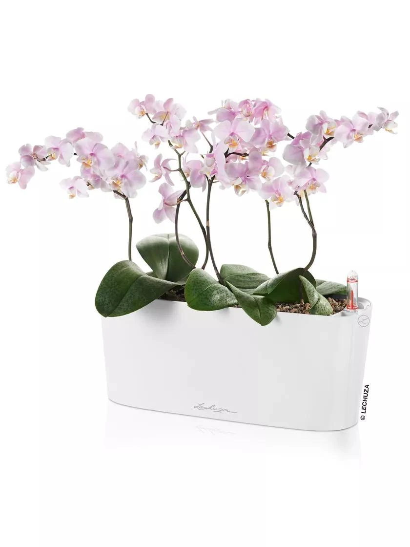Lechuza® Delta Self-Watering Windowsill Planters - Image 3