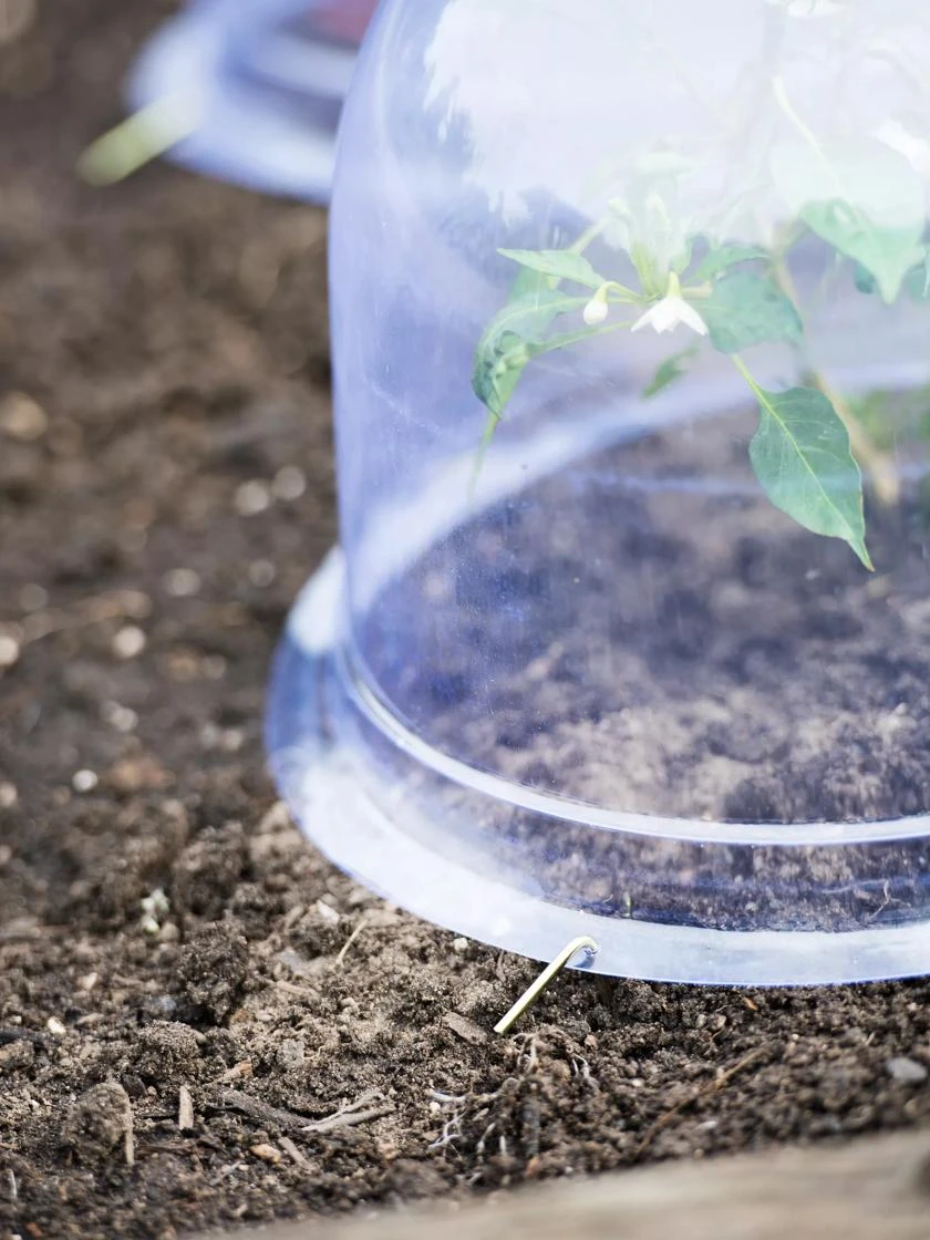 Medium Garden Cloches, Set Of 6 - Image 3