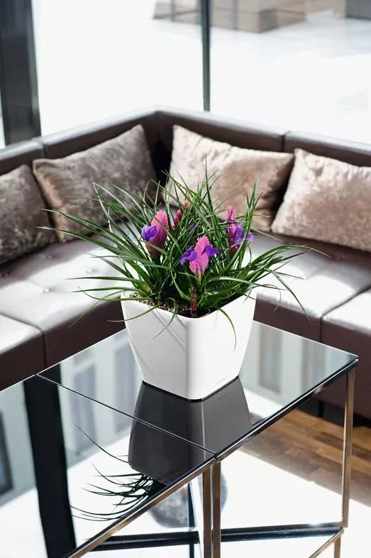 Lechuza® Quadro LS Premium Self-Watering Square Planters