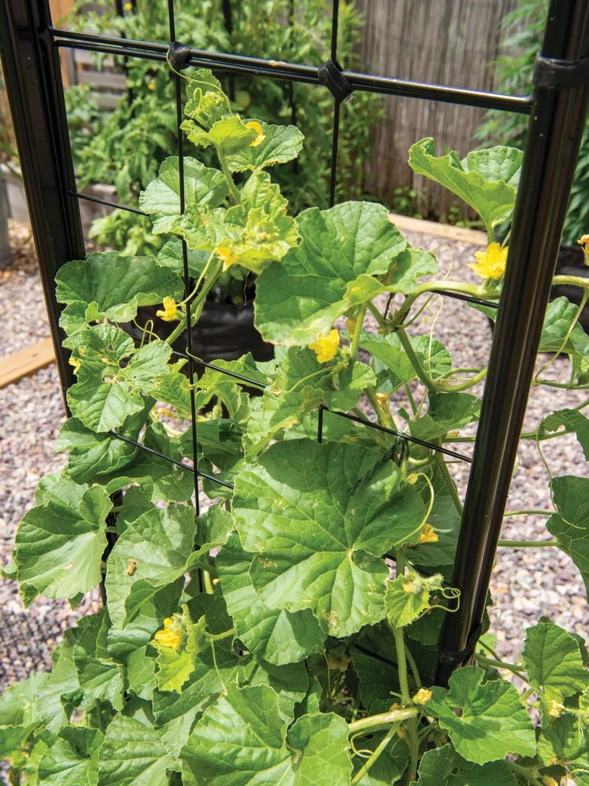 Gardener’s Victory Self-Watering Planter With Vine Trellis - Image 10