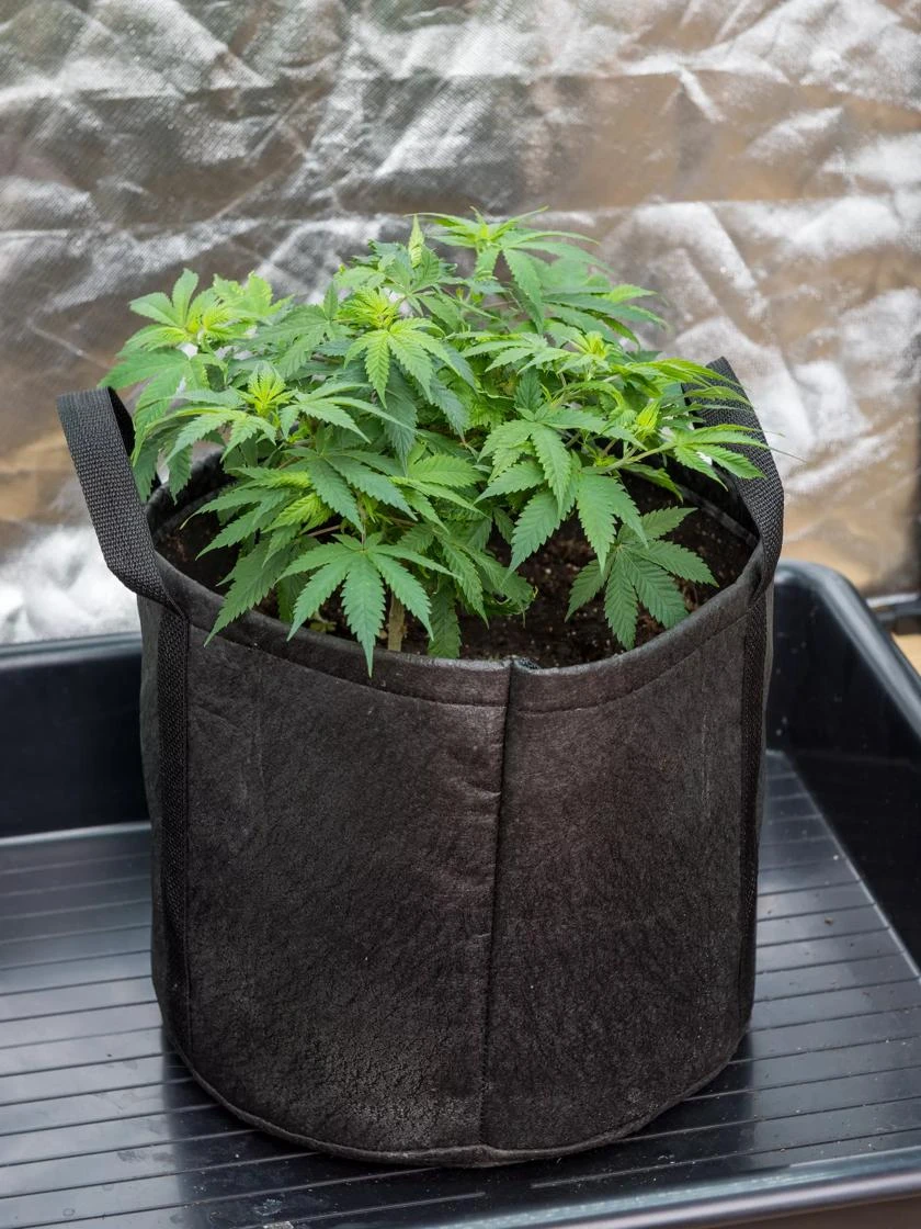 Hemp Grow Kit - Image 5