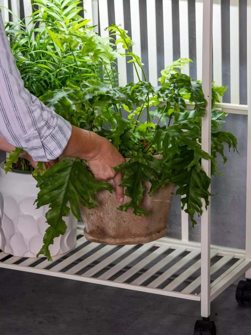 Oslo 2-Tier LED Grow Light Garden, 2 Fixtures - Image 9