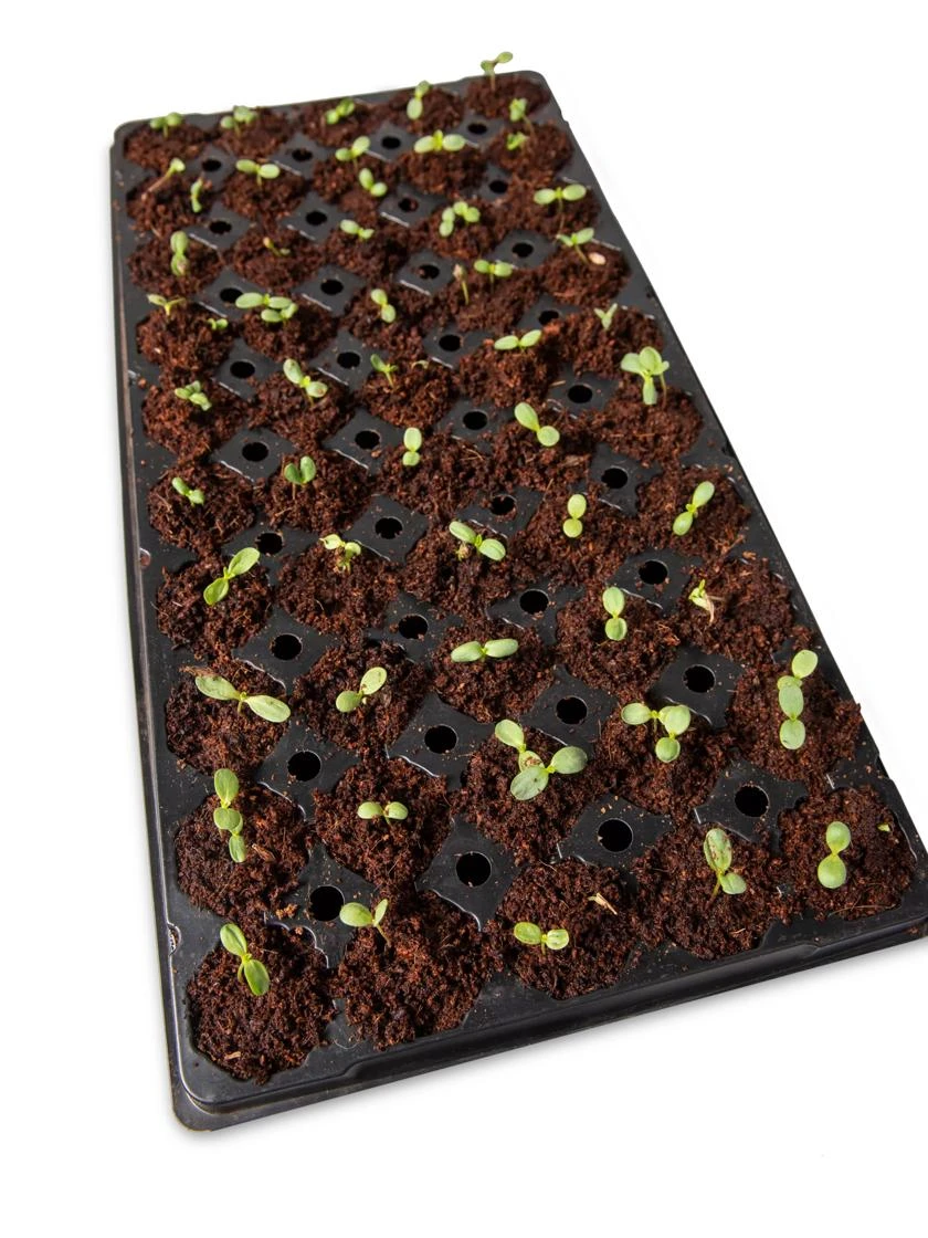 Coco Coir Seed Starting Discs And Tray - Image 2