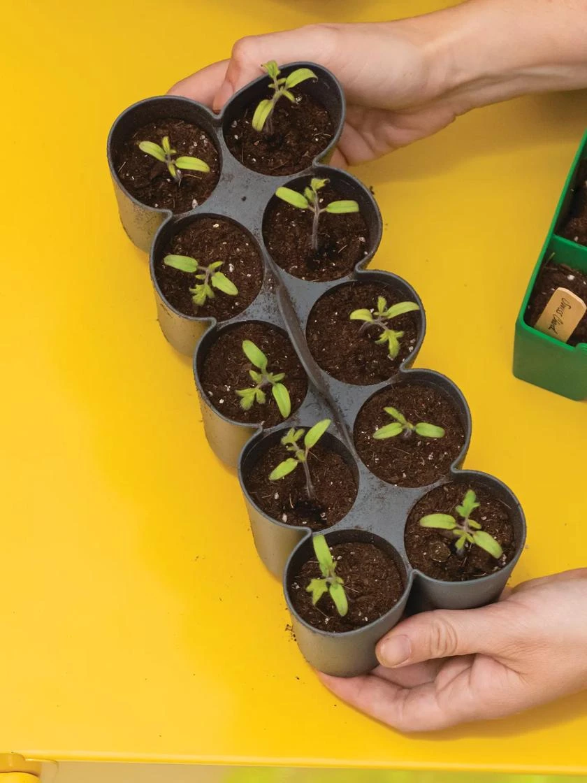 Sili-Seedlings® Seedling Tray, 10-Cell - Image 2