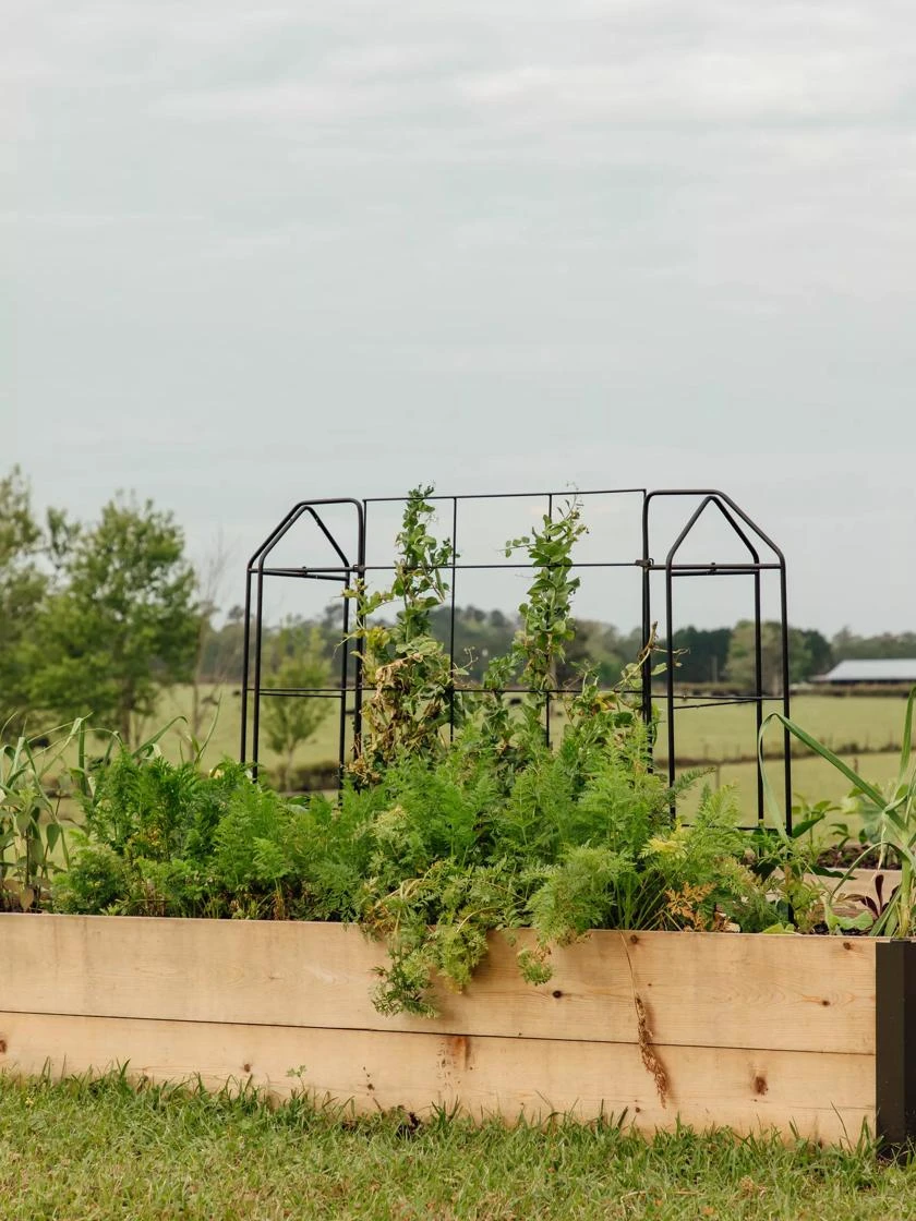 Zenith Trellis - Image 2