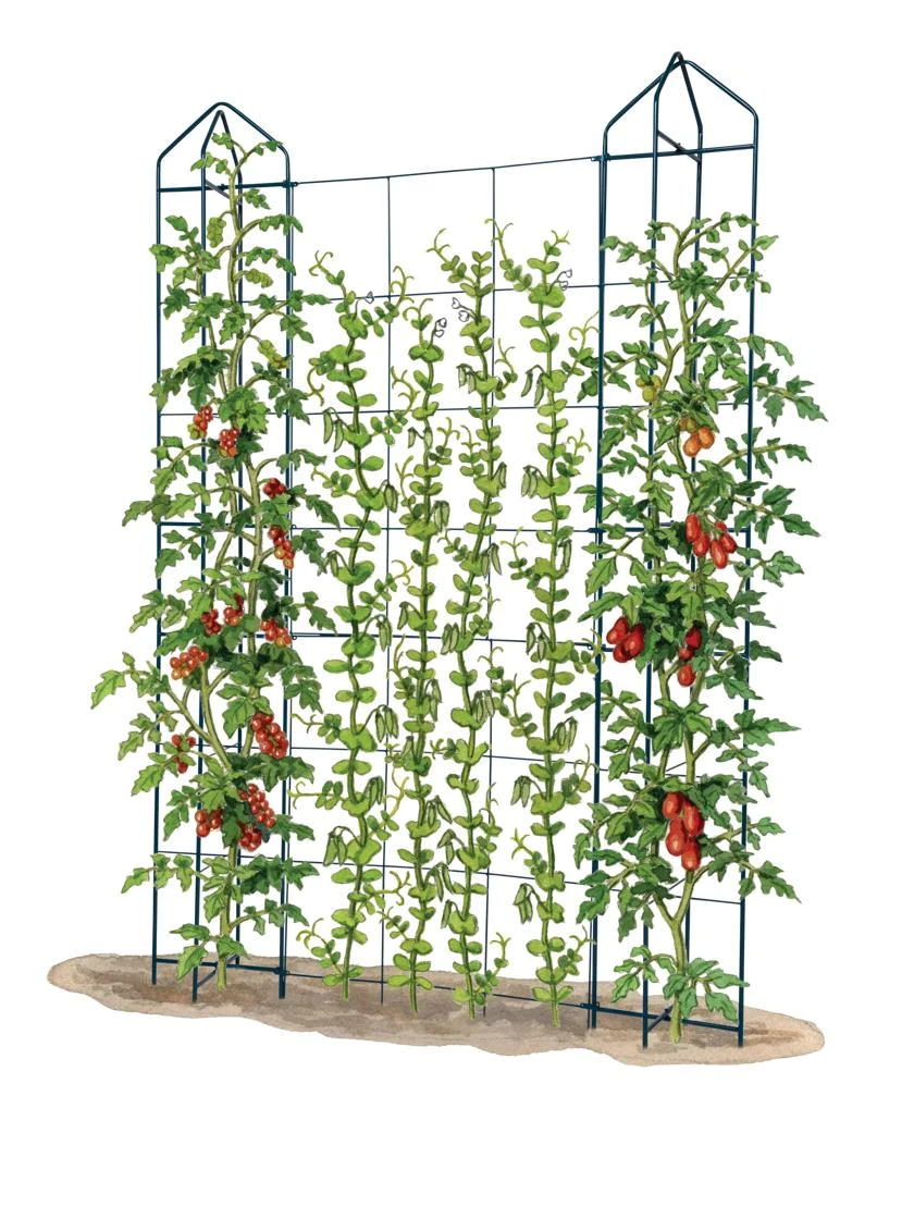 Zenith Trellis - Image 4