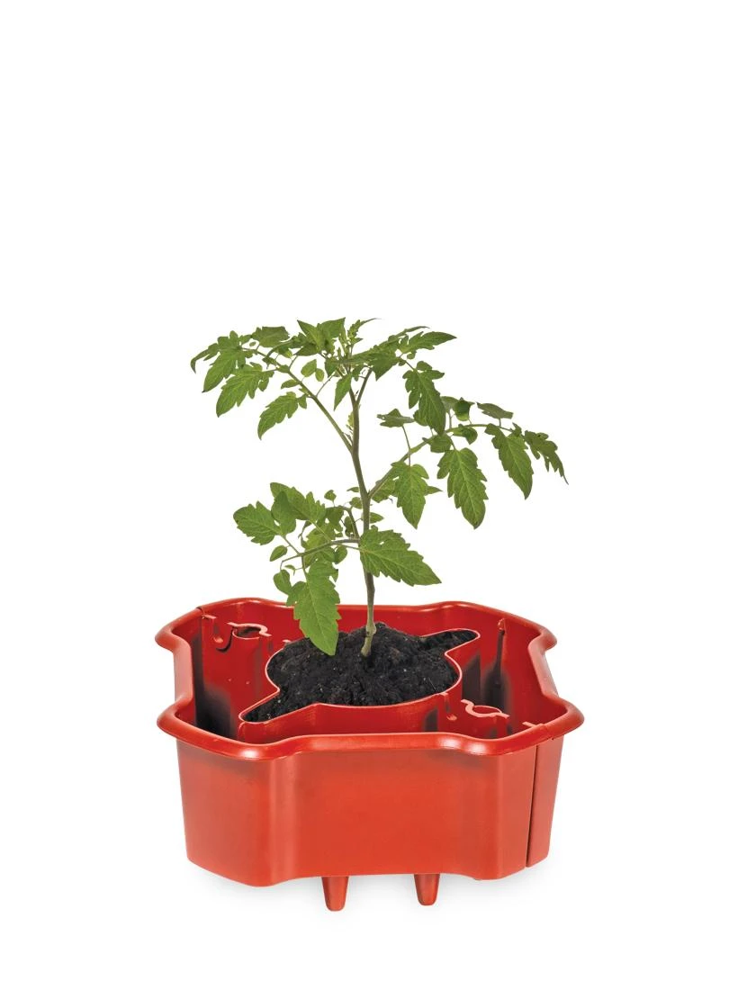 Deluxe Tomato Halos, Set Of 2