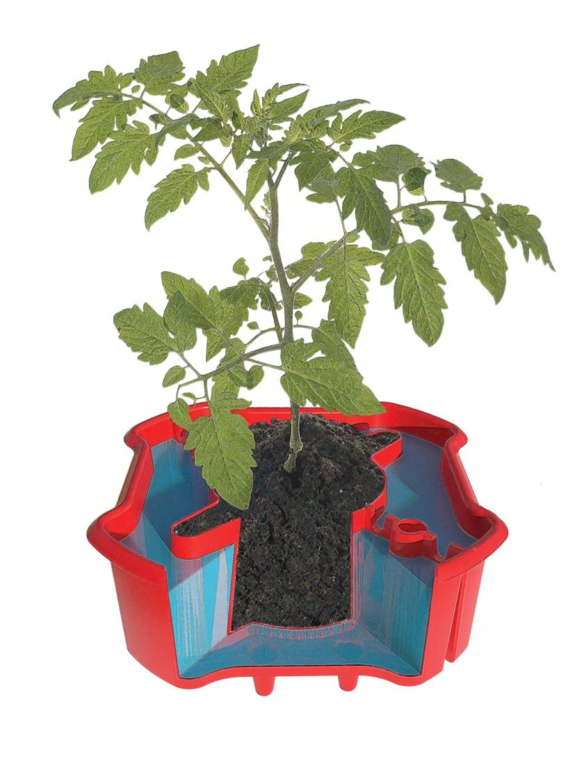 Deluxe Tomato Halos, Set Of 2 - Image 7