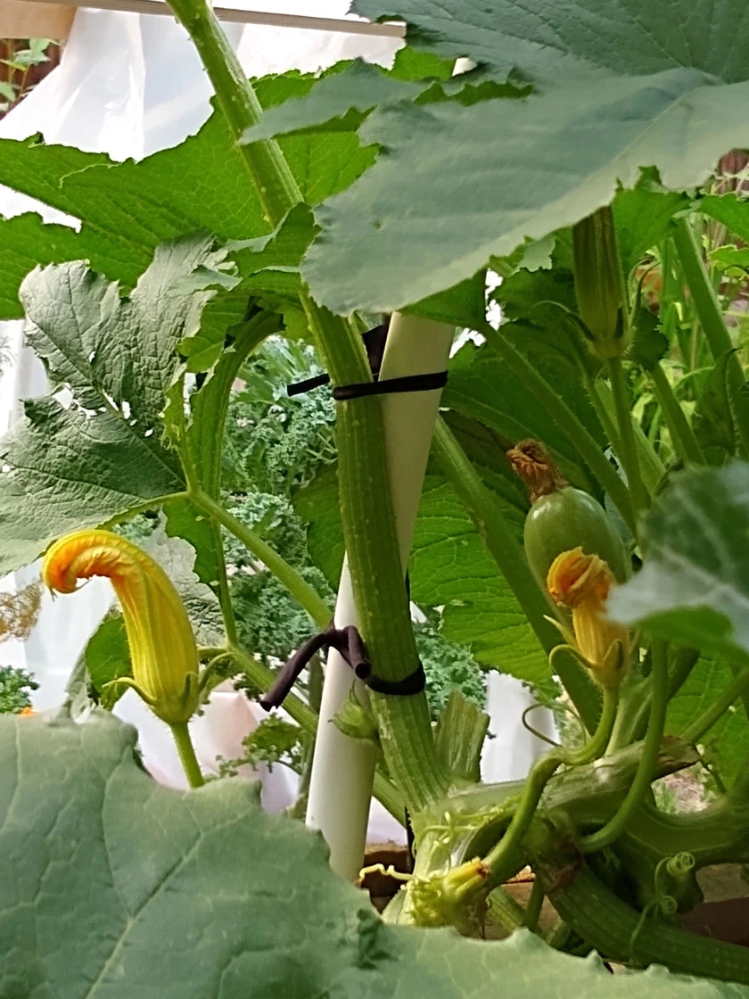 Farmyarn® Multipurpose Garden Tie, 2 Pack - Image 8