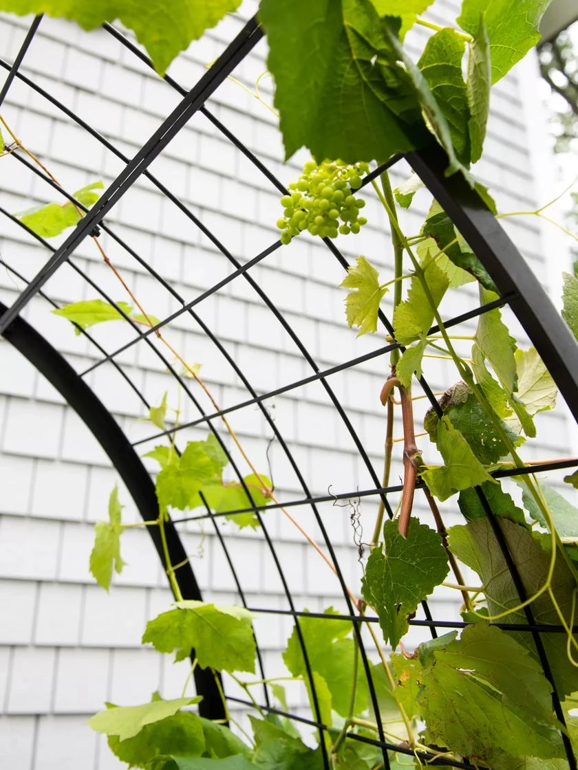 2’ X 4’ Arch Trellis For Planter Boxes - Image 8