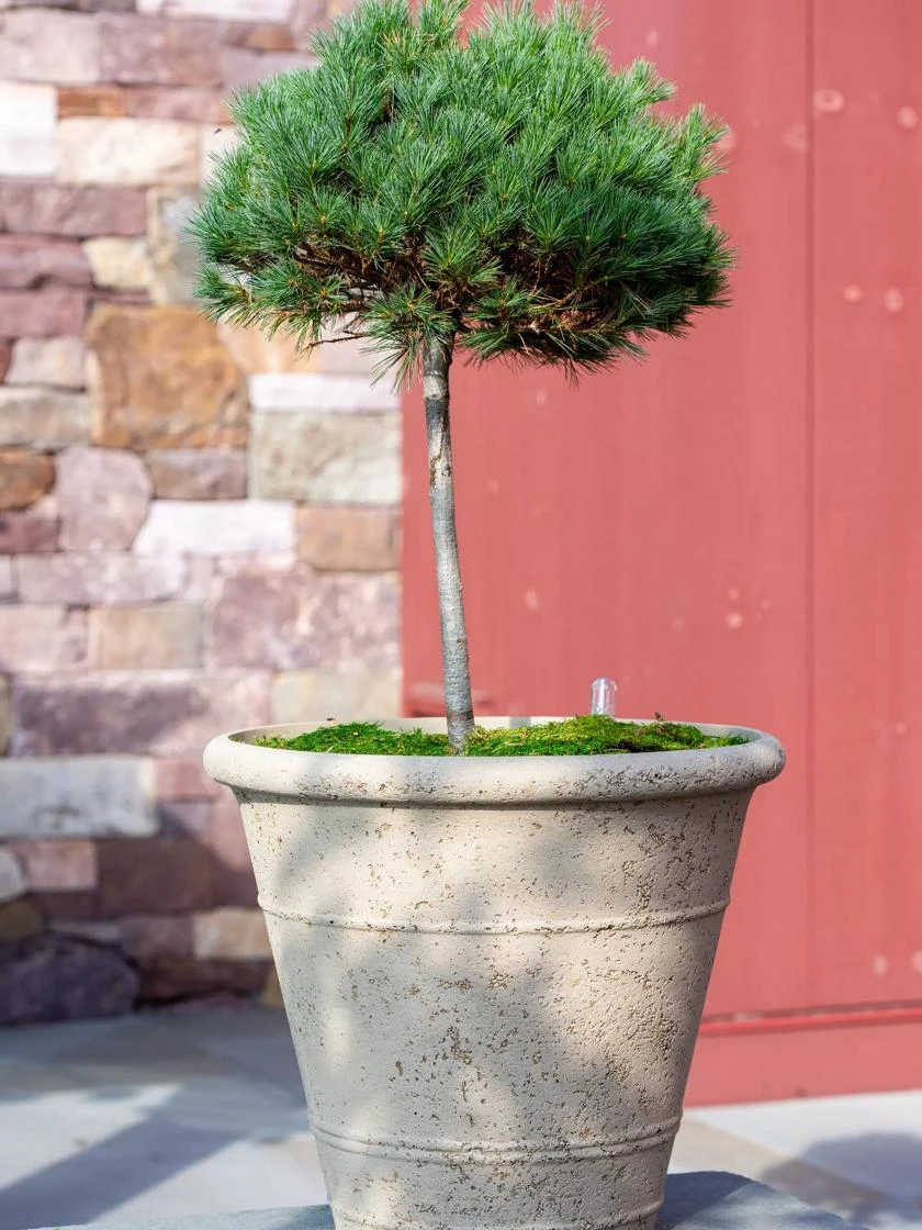 Self-Watering LavaStone® Anson Pot - Image 2