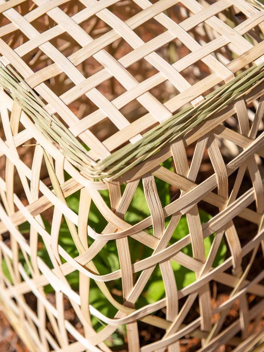 Bamboo Cloche, Set Of 2 - Image 7