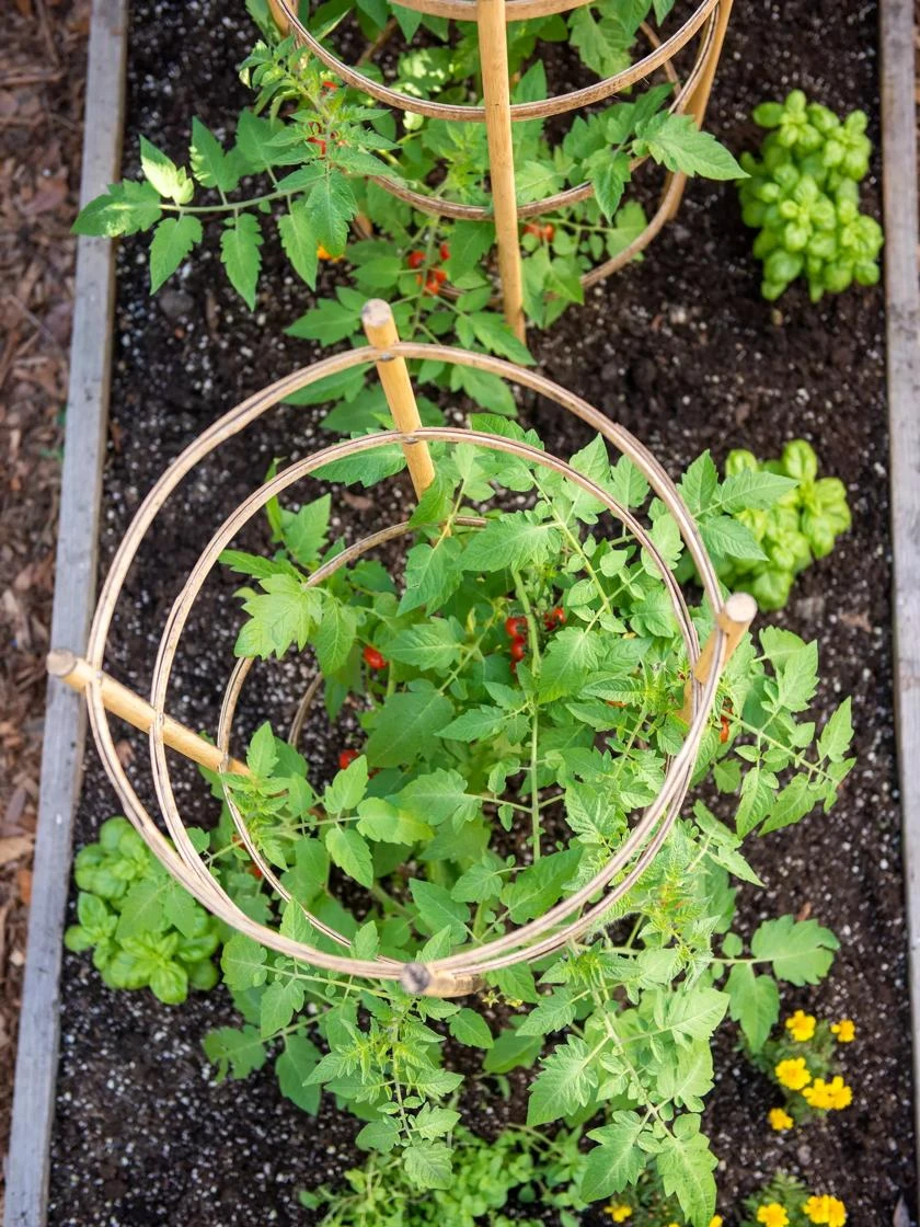 Bamboo Tomato Cages, Set Of 3 - Image 4