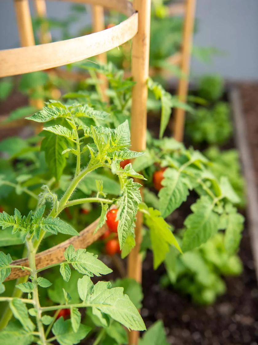 Bamboo Tomato Cages, Set Of 3 - Image 5