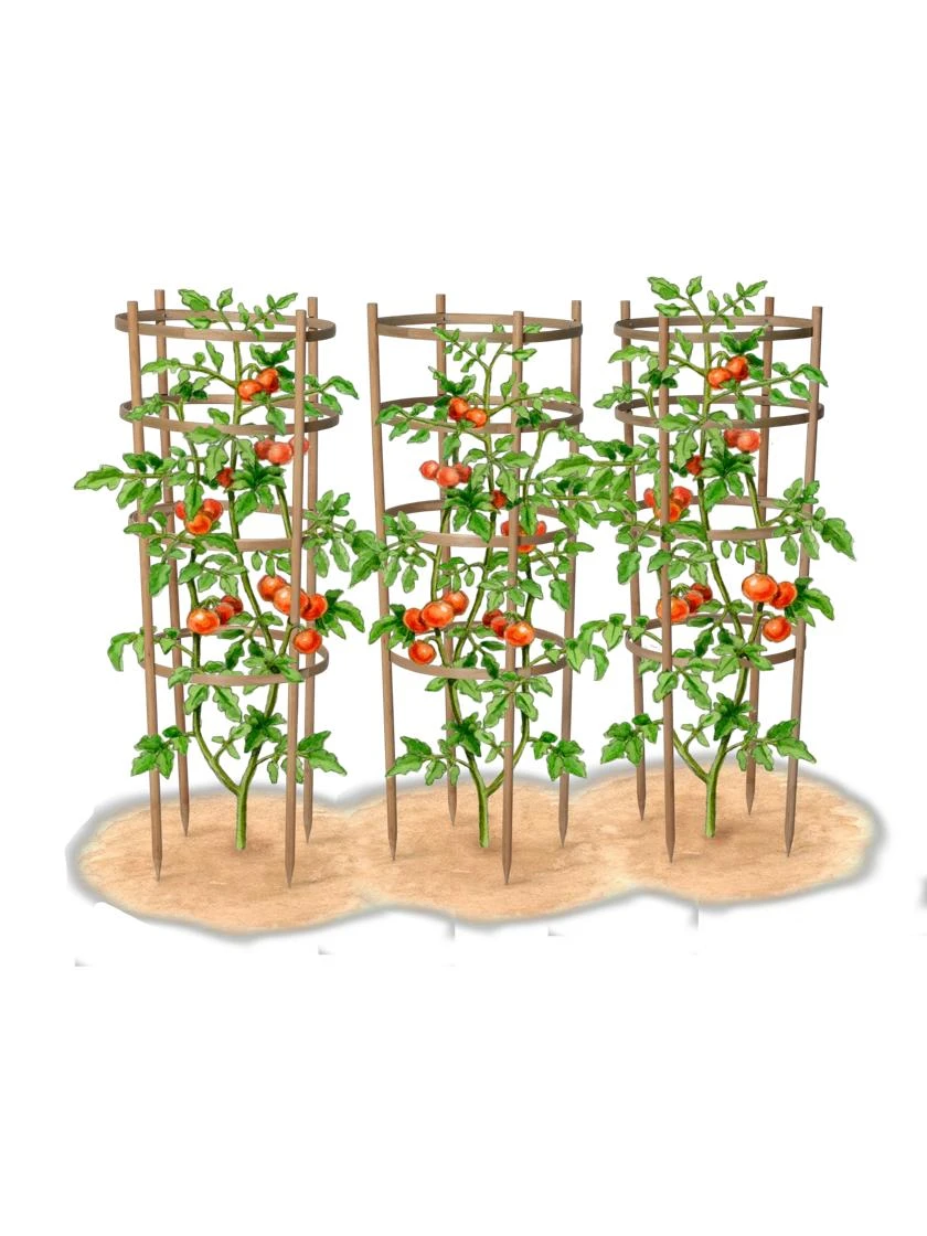 Bamboo Tomato Cages, Set Of 3 - Image 8