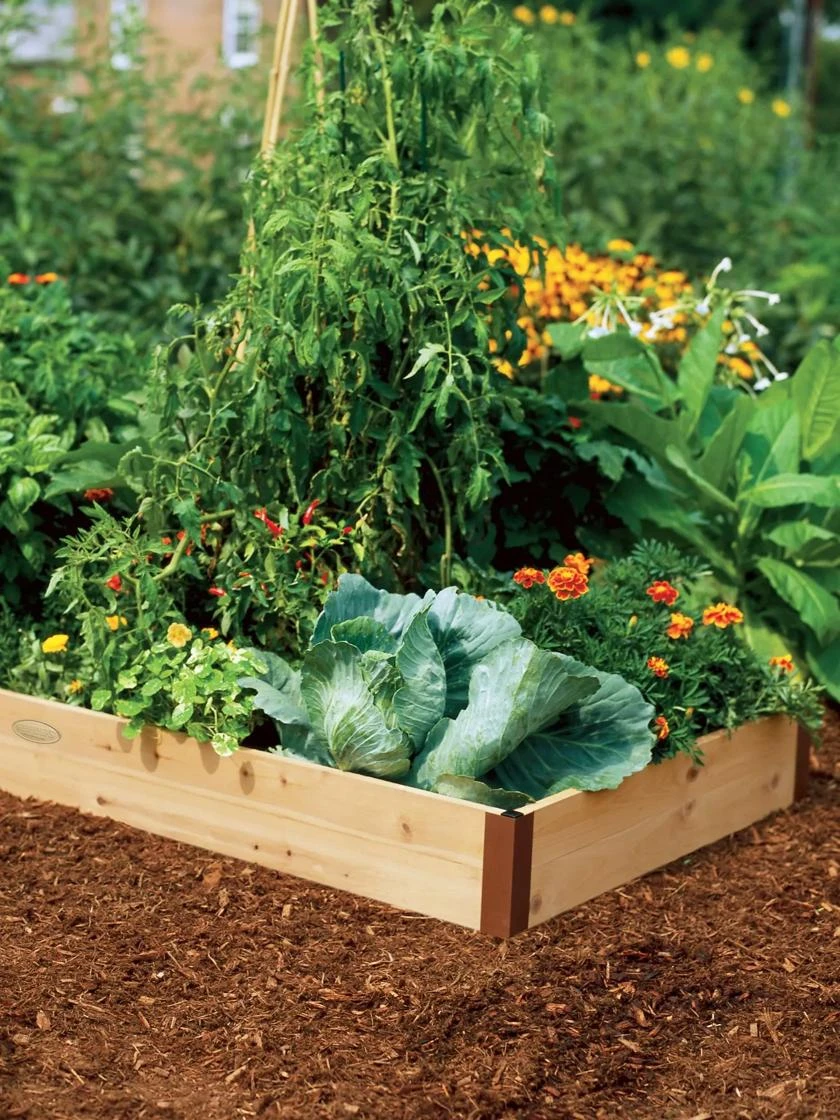 2' Raised Beds - Image 2
